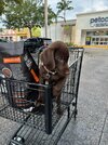 [Bonesmart.org] MoM resurfacing converted to ceramic dual mobility.