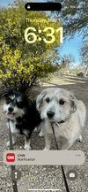 [Bonesmart.org] Two TKRs and a broken kneecap - on the mend now!