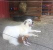 [Bonesmart.org] JusticeRider’s rehab adventure