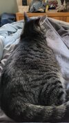 [Bonesmart.org] Kritterkiddo's L THR recovery