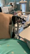 [Bonesmart.org] Cocopug Recovery Journey