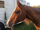 [Bonesmart.org] JusticeRider’s rehab adventure