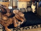 [Bonesmart.org] Life After SCaprae
