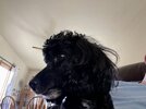 [Bonesmart.org] Jake’s Got a New Knee