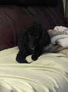 [Bonesmart.org] Jake’s Got a New Knee