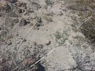 [Bonesmart.org] MaxBuck's Recovery