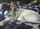 [Bonesmart.org] FAI Surgery Round Two—All Done!