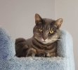 [Bonesmart.org] Cats land on their feet