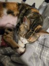 [Bonesmart.org] Cats land on their feet
