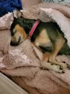 [Bonesmart.org] Partial Revision Failure