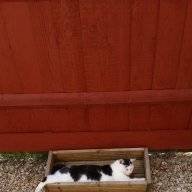 CATSMUM