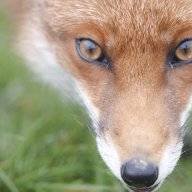 Foxmyster1967