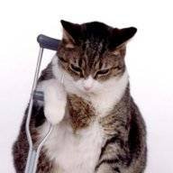 miaow27