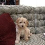 Puppymom