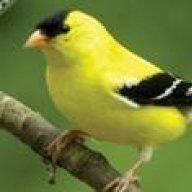 Birdie