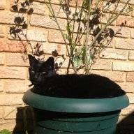 coffeecat