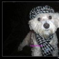 Dosbichons
