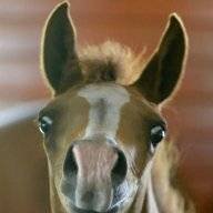 dressagequeen