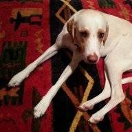 lovemydog