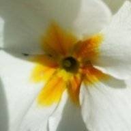 beitmery hermit