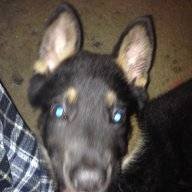 isumpin