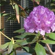 gardengal