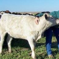 cowgal