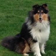 CollieAngel