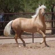 DesertHorses