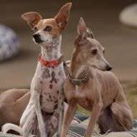 iggygal