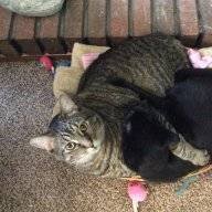revcatlover