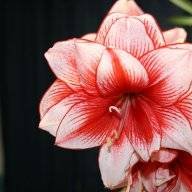Amaryllis756
