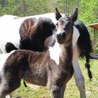 Pony
