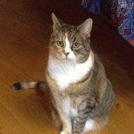 Tabbycat