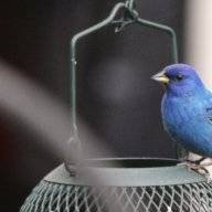 birdinger