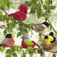 birdwatchr