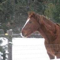 horseygirl