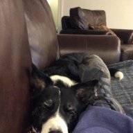 Sheepdogn