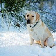 katdog