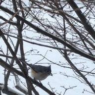 birder