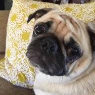 puglove