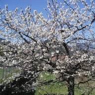 Apricot