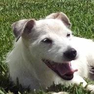 AgilityDog