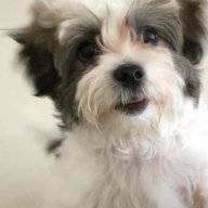 Gidget