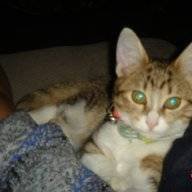 HappyCatTX
