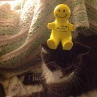 3-cats-&-a-dog