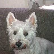 Westie13