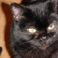 catsmeow