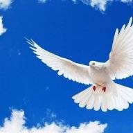 Skydove
