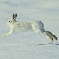 SnowHare